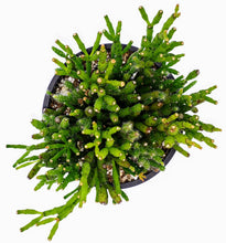 Load image into Gallery viewer, 4" Hatiora salicornioides 'Dancing Bones' Cactus