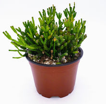 Load image into Gallery viewer, 4" Hatiora salicornioides 'Dancing Bones' Cactus