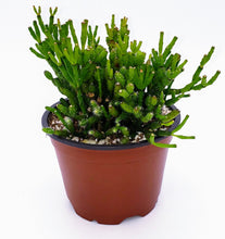 Load image into Gallery viewer, 4" Hatiora salicornioides 'Dancing Bones' Cactus