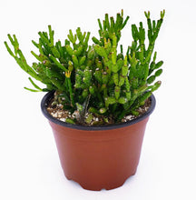 Load image into Gallery viewer, 4" Hatiora salicornioides 'Dancing Bones' Cactus