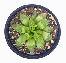 Load image into Gallery viewer, 4" Haworthia retusa