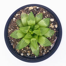 Load image into Gallery viewer, 4" Haworthia retusa