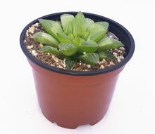 Load image into Gallery viewer, 4" Haworthia retusa