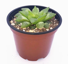 Load image into Gallery viewer, 4" Haworthia retusa