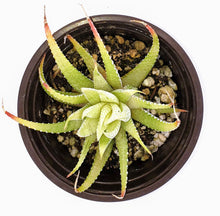 Load image into Gallery viewer, 4" Haworthia fasciata (variegated) 'Zebra Cactus'