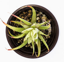 Load image into Gallery viewer, 4" Haworthia fasciata (variegated) 'Zebra Cactus'