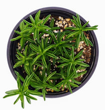 Load image into Gallery viewer, 4" Peperomia axillaris 'Taco Plant'