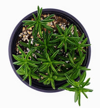 Load image into Gallery viewer, 4" Peperomia axillaris 'Taco Plant'