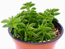 Load image into Gallery viewer, 4" Peperomia axillaris 'Taco Plant'