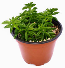 Load image into Gallery viewer, 4" Peperomia axillaris 'Taco Plant'