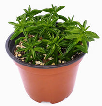 Load image into Gallery viewer, 4" Peperomia axillaris 'Taco Plant'