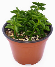 Load image into Gallery viewer, 4" Peperomia axillaris 'Taco Plant'