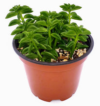 Load image into Gallery viewer, 4" Peperomia axillaris 'Taco Plant'
