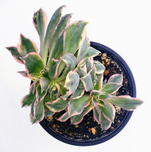 Load image into Gallery viewer, 4" Aeonium 'Sunburst' (Crested)