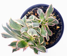 Load image into Gallery viewer, 4" Aeonium 'Sunburst' (Crested)