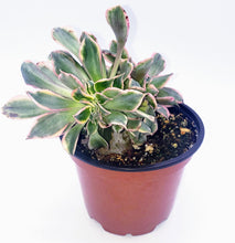Load image into Gallery viewer, 4" Aeonium 'Sunburst' (Crested)