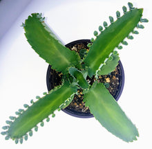 Load image into Gallery viewer, 4" Kalanchoe laetivirens 'Mother-of-Thousands'
