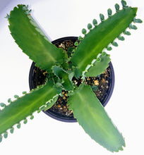 Load image into Gallery viewer, 4" Kalanchoe laetivirens 'Mother-of-Thousands'