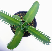 Load image into Gallery viewer, 4" Kalanchoe laetivirens 'Mother-of-Thousands'