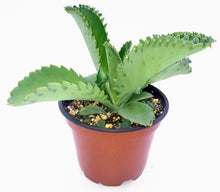 Load image into Gallery viewer, 4" Kalanchoe laetivirens 'Mother-of-Thousands'