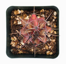 Load image into Gallery viewer, 4" Ferocactus 'Red"