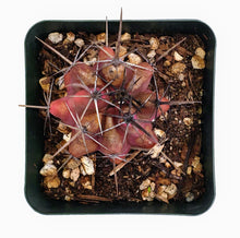 Load image into Gallery viewer, 4" Ferocactus 'Red"
