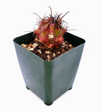 Load image into Gallery viewer, 4" Ferocactus 'Red"