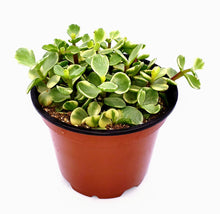 Load image into Gallery viewer, 4" Portulacaria afra 'Elephant Bush'
