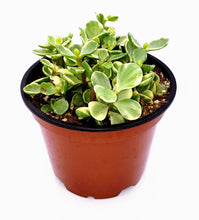 Load image into Gallery viewer, 4" Portulacaria afra 'Elephant Bush'