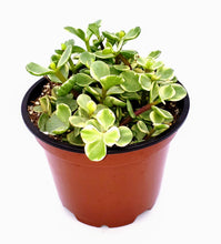 Load image into Gallery viewer, 4" Portulacaria afra 'Elephant Bush'