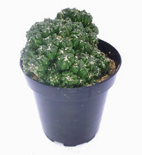 Load image into Gallery viewer, 4" Cereus peruvianus montrose 'Petra'