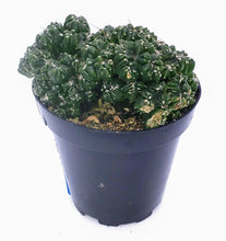 Load image into Gallery viewer, 4" Cereus peruvianus montrose 'Petra'