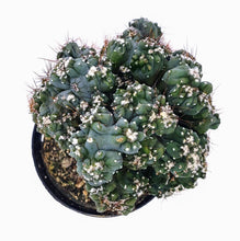 Load image into Gallery viewer, 4" Cereus peruvianus montrose 'Petra'