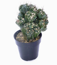 Load image into Gallery viewer, 4" Cereus peruvianus montrose 'Petra'