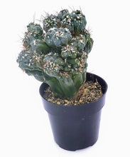 Load image into Gallery viewer, 4" Cereus peruvianus montrose 'Petra'