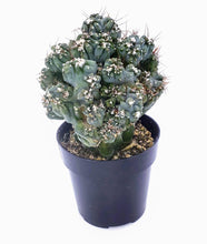 Load image into Gallery viewer, 4" Cereus peruvianus montrose 'Petra'