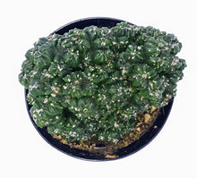 Load image into Gallery viewer, 4" Cereus peruvianus montrose 'Petra'