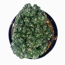 Load image into Gallery viewer, 4" Cereus peruvianus montrose 'Petra'