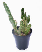 Load image into Gallery viewer, 4" Opuntia monacantha 'Joseph's Coat' (variegated)