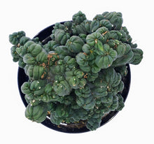 Load image into Gallery viewer, 4" Cereus forbesii montrose 'Ming Thing'