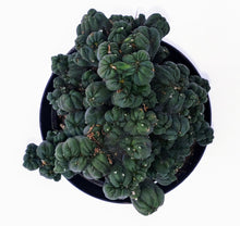 Load image into Gallery viewer, 4" Cereus forbesii montrose 'Ming Thing'