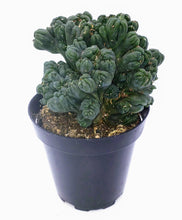 Load image into Gallery viewer, 4" Cereus forbesii montrose 'Ming Thing'