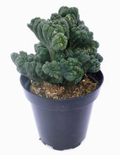 Load image into Gallery viewer, 4" Cereus forbesii montrose 'Ming Thing'