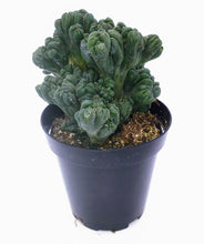 Load image into Gallery viewer, 4" Cereus forbesii montrose 'Ming Thing'
