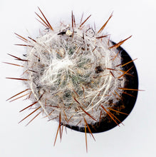 Load image into Gallery viewer, 4" Oreocereus celsianus 'Old-Man-of-the-Andes'