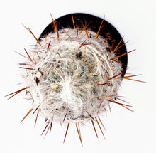 Load image into Gallery viewer, 4" Oreocereus celsianus 'Old-Man-of-the-Andes'