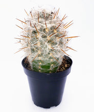 Load image into Gallery viewer, 4" Oreocereus celsianus 'Old-Man-of-the-Andes'