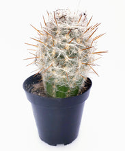 Load image into Gallery viewer, 4" Oreocereus celsianus 'Old-Man-of-the-Andes'