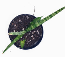 Load image into Gallery viewer, 4" Sansevieria gracilis - 'Snake Plant'