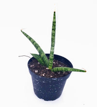 Load image into Gallery viewer, 4" Sansevieria gracilis - 'Snake Plant'